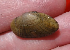 Truncilla macrodon