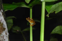 Boana calcarata