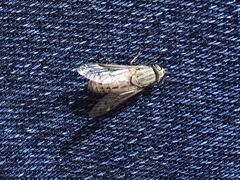 Silvius quadrivittatus