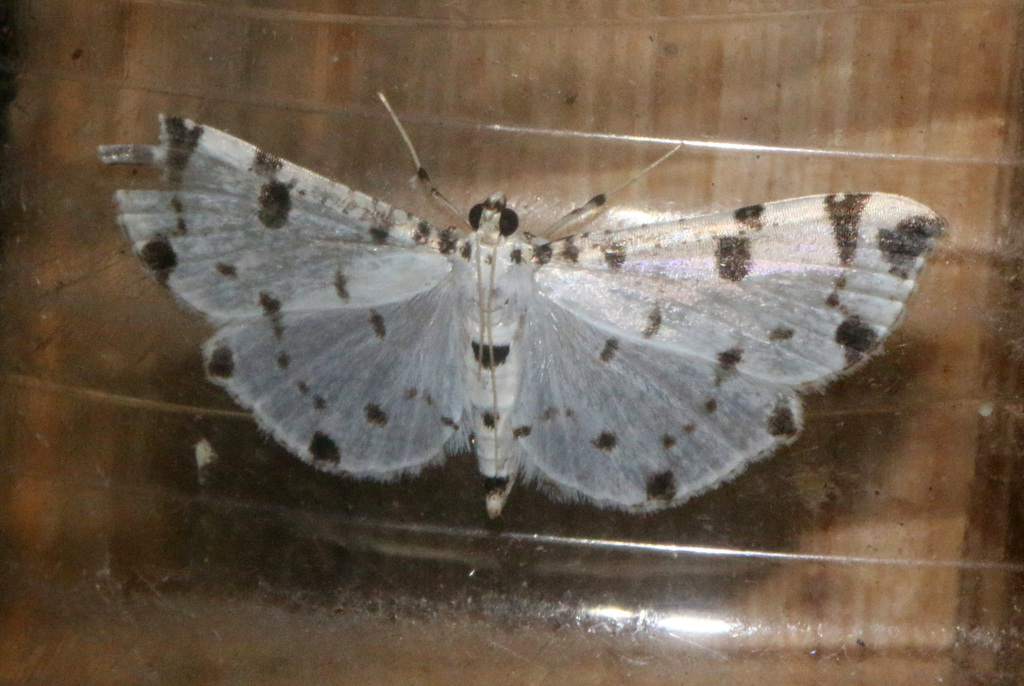 Pycnarmon orophila
