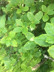 Rhododendron pilosum