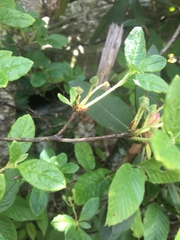 Rhododendron pilosum