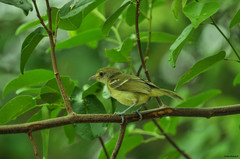 Vireo pallens