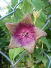 Polystemma guatemalense