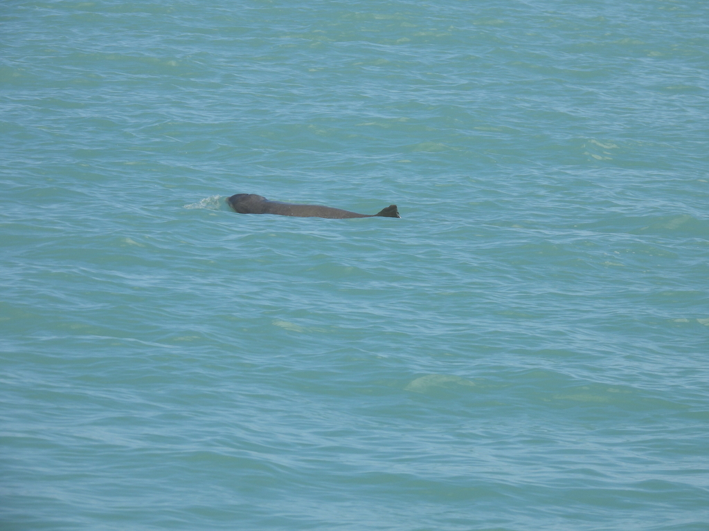 Snubfin dolphin with its back and small dorsal fin just above the surface of blue-green water