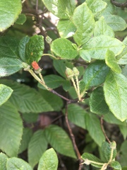 Rhododendron pilosum