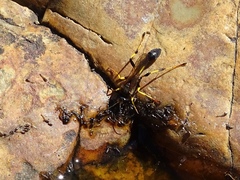 Sceliphron destillatorium