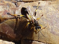 Sceliphron destillatorium