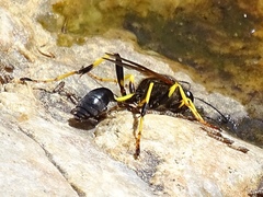 Sceliphron destillatorium