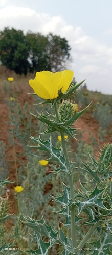 Mexican prickly poppy