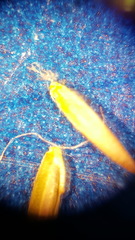 Poa palustris