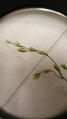 Poa palustris
