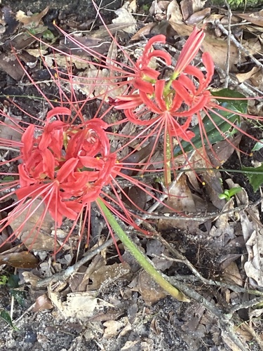 Lycoris radiata iNat (3)