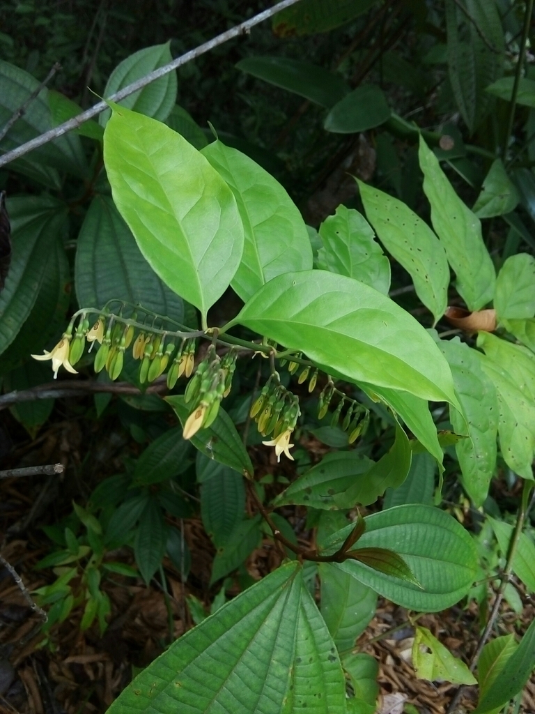 Chiococca belizensis