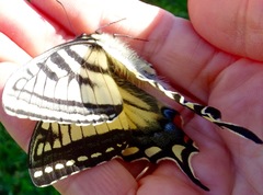 Papilio canadensis
