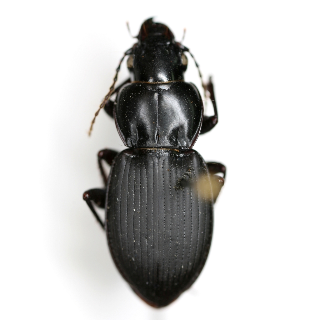 Cyclotrachelus alabamae