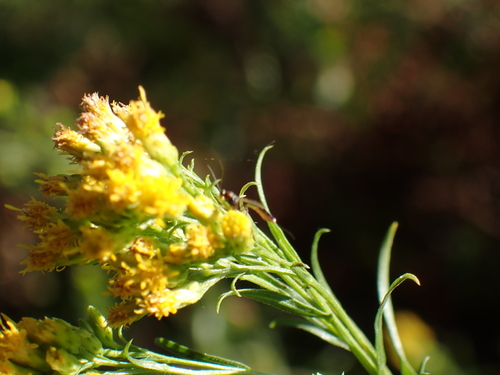 iNaturalist observation photo of Ichneumonid and Braconid Wasps