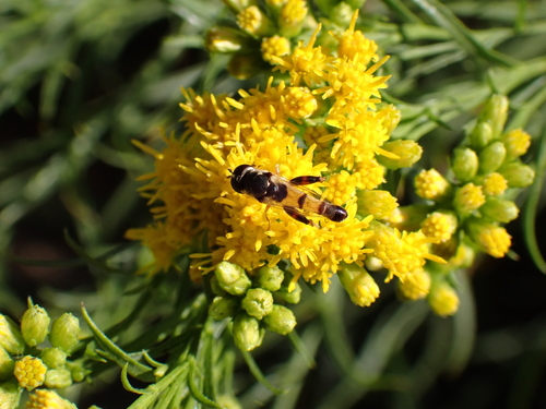 iNaturalist observation photo of Peg-legged Compost Fly