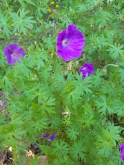 Geranium sanguineum