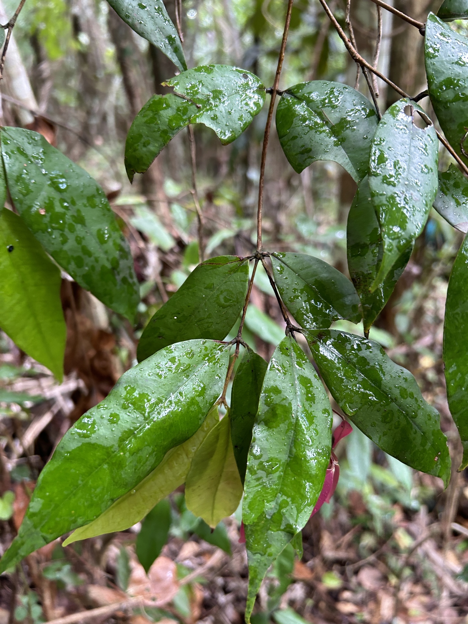 Imagem de Pedra-ume-caá