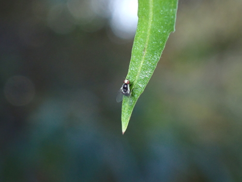 iNaturalist observation photo of Calycomyza