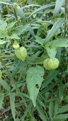 Physalis longifolia subglabrata
