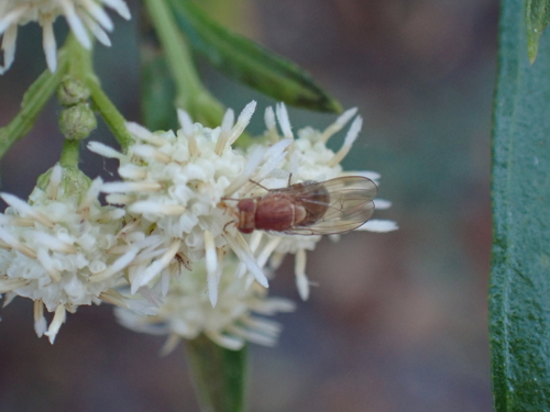 iNaturalist observation photo of Minettia flaveola
