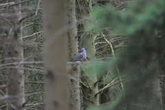 Columba palumbus