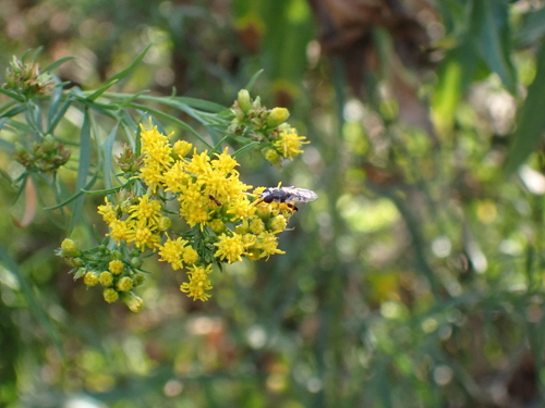 iNaturalist observation photo of Peg-legged Compost Fly