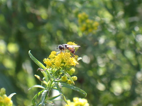 iNaturalist observation photo of Peg-legged Compost Fly
