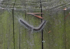 Thaumetopoea processionea