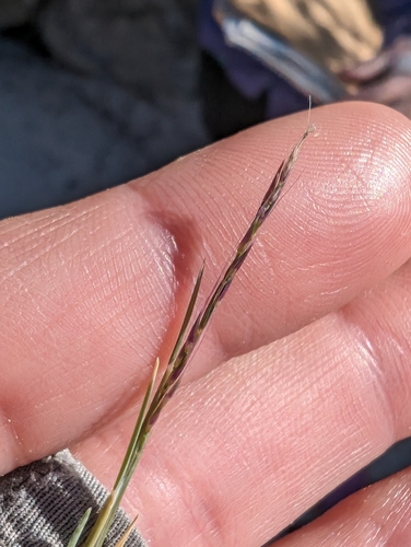Devils Canyon muhly (Muhlenbergia appressa)