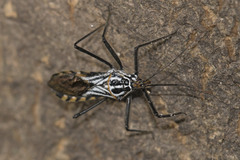 Zelus leucogrammus