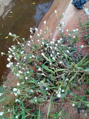 Gomphrena celosioides