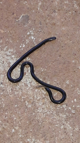 Liotyphlops ternetzii