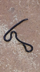 Liotyphlops ternetzii