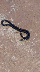 Liotyphlops ternetzii