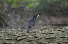 Turdus merula