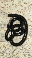 Liotyphlops ternetzii