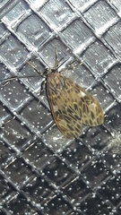 Eucereon tripunctatum