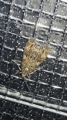 Eucereon tripunctatum