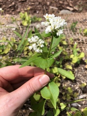 Fagopyrum esculentum