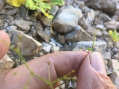 Eriogonum glandulosum