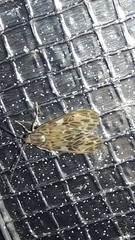 Eucereon tripunctatum