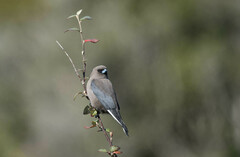 Dusky Woodswallow