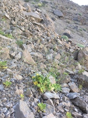 Eriogonum glandulosum