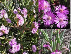 Ruschia caroli