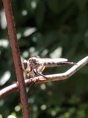 Neoitamus flavofemoratus
