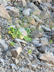 Eriogonum glandulosum