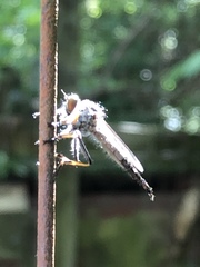 Neoitamus flavofemoratus